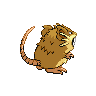 raticateback female